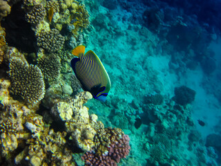 Naklejka na ściany i meble Beautiful fish in the coral reef of the Red Sea