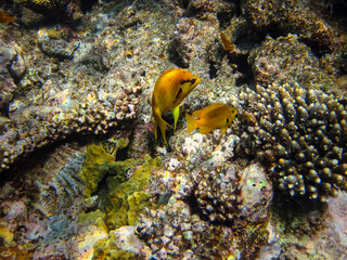 Beautiful fish in the coral reef of the Red Sea