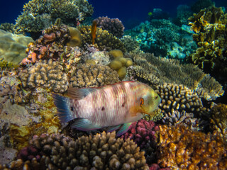 Beautiful fish in the coral reef of the Red Sea