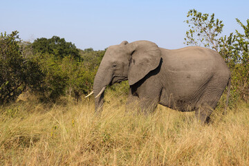 Obraz premium Afrikanischer Elefant / African elephant / Loxodonta africana