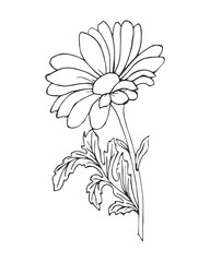 Hand drawn echinacea flower, chamomile. Black and white illustration, sketch, vector