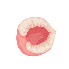 Juicy, ripe slice, piece of peach, nectarine fruit. Vector graphics.