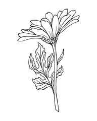 Hand drawn echinacea flower, chamomile. Black and white illustration, sketch, vector