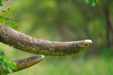 A closeup of two African elephant's tusk with a lush green blurred background, Kruger National...