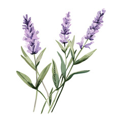 Fototapeta na wymiar A painting and illustration of a purple lavender flower, distinguished by watercolor, on a white background.