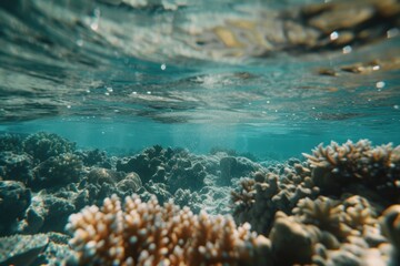 Fototapeta premium An underwater view of a coral reef in the ocean. Perfect for marine life enthusiasts or educational materials about coral reefs