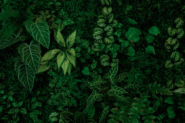 Group background of dark green tropical leaves ( monstera, palm, coconut leaf, fern, palm...