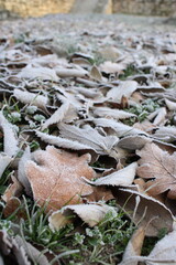 feuilles , hiver 