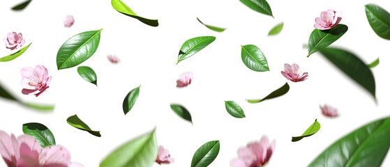 Dancing blossoms and leaves in the Breeze  on transparent backgrounds 3d render png - obrazy, fototapety, plakaty