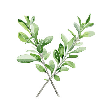 The thyme plant, depicted with watercolors, is positioned against a white background.