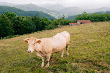 Fototapeta na wymiar cows behind the wire in the mountains of Spain