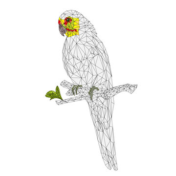 recommend clip art: Parrot in Yellow bird Indian Ringneck Parrot alexander outline low-polygon on branch  on a white background vintage vector illustration editable Hand draw