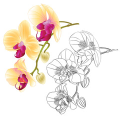 Yellow orchid Phalaenopsis  outline and silhouette set first flower  on a white background vintage vector editable illustration hand draw