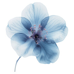 a blue flower, isolated on transparent background