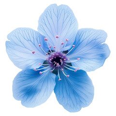a blue flower, isolated on transparent background - obrazy, fototapety, plakaty