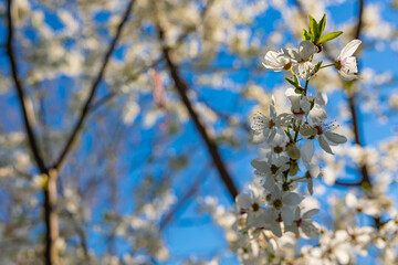 White blossom of a tree in focus. Springtime concept photo