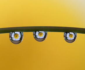 Macro of water drop droplets on a plant stork with a photo of a flower inside the water drops