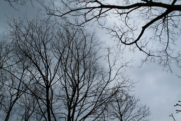 Mirando  al cielo y los arboles de invierno 