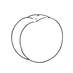 Linear sketch, outline of peach, nectarine fruit.Vector graphics.