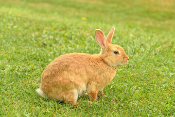 Peach rabbit in a wild on green lawn background