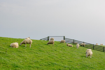 Typical landscape of Terschelling in summer, Domestic sheep standing and nibbling grass on the...