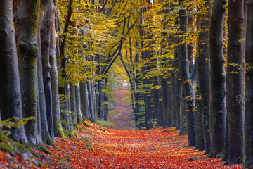 Gravel or soil path in the wood with colourful yellow orange leaves on the tree, Forest in autumn...