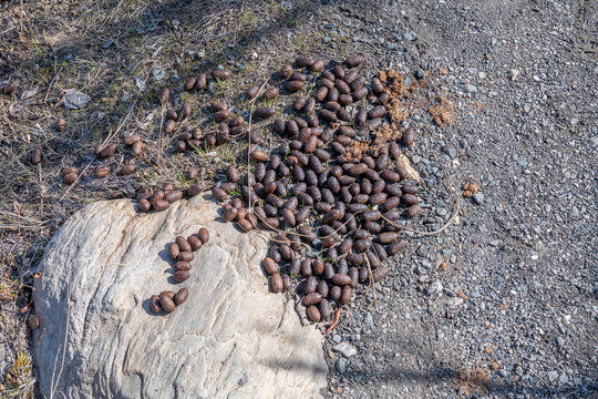 Moose poop droppings in Denali National Park, Alaska, USA