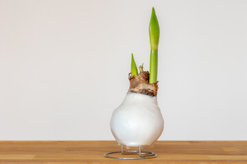 Selective focus white waxed covered bulb or sprout of flower on the table, Amaryllis is the only genus in the subtribe Amaryllidaceae, It is a small genus of flowering bulbs, Natural floral background