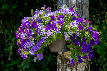Selective focus of purple blue flowers in the pot hanging on the tree in garden with green leaves, Beautiful colorful colour of ornamental Petunia flowering plants, Nature floral pattern background.