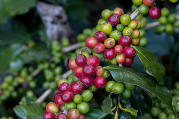 Organic coffee beans grown by farmers on the farm. Coffee beans ready to harvest.Robusta and...