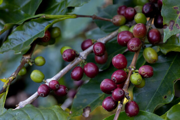 Organic coffee beans grown by farmers on the farm. Coffee beans ready to harvest.Robusta and...