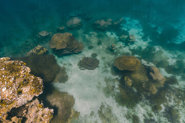 coral reef in the sea