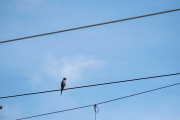 Silent hunter of the skies, the Gray Kestrel effortlessly soars, its keen eyes scanning for prey...