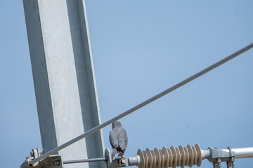 Silent hunter of the skies, the Gray Kestrel effortlessly soars, its keen eyes scanning for prey...