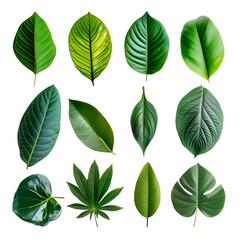 Set of Green Leaves Elements for a Tropical Spring, Isolated on Transparent Background, PNG