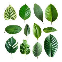 Spring Set of Tropical Green Leaves Elements, Isolated on Transparent Background, PNG