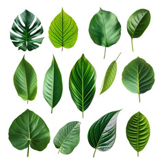 Green Leaves Elements Set in the Tropical Spring, Isolated on Transparent Background, PNG