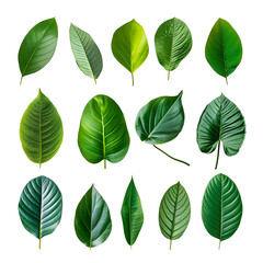 Tropical Spring’s Set of Green Leaves Elements, Isolated on Transparent Background, PNG