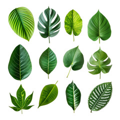 A Set of Elements Featuring Tropical Spring Green Leaves, Isolated on Transparent Background, PNG