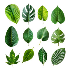 Fototapeta premium A Set of Elements Featuring Tropical Spring Green Leaves, Isolated on Transparent Background, PNG