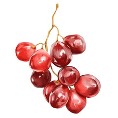 red grape brunch isolated on white background. realistic fruit sketch 