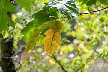 This image poetically captures the subtle shift from summer to autumn. A lone yellow leaf, marked...