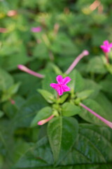 Fototapeta premium The purple flowers of the mirabilis jalapa or four o'clock flowers plant bloom perfectly in the yard of the house.
