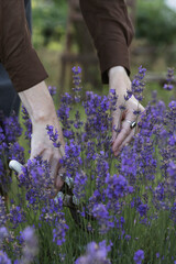 girl pruning lavender bush in the garden - 726495089