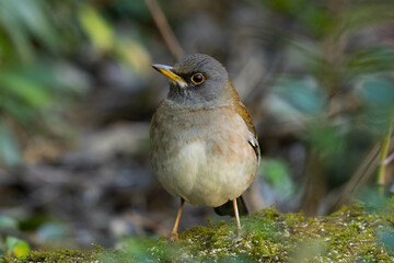 苔が生えた石の上で仁王立ちするシロハラ