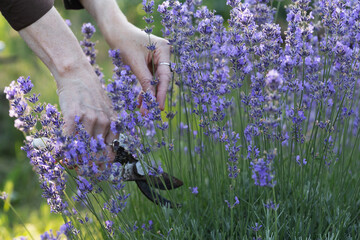 girl pruning lavender bush in the garden - 726495458