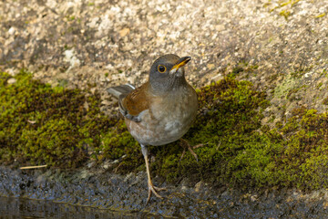 水を飲みに来たシロハラ