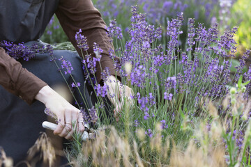 girl pruning lavender bush in the garden - 726495895