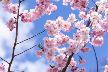 Sakura. Pink cherry blossom. Cherry blossom in spring.  Floral background. Gentle pink color. Spring flowering tree