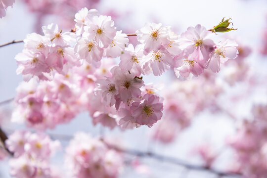 Sakura. Pink cherry blossom. Cherry blossom in spring.  Floral background. Gentle pink color. Spring flowering tree